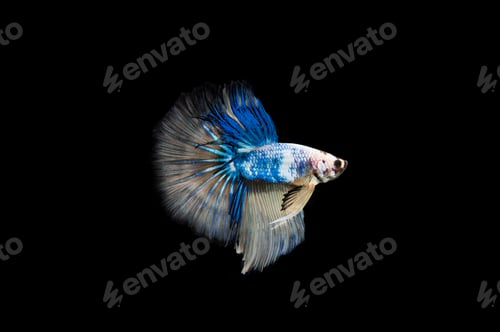 Preview: Beautiful colorful of siamese betta fish