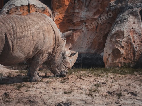 Preview: Large white rhinoceros standing in an enclosure of sand.