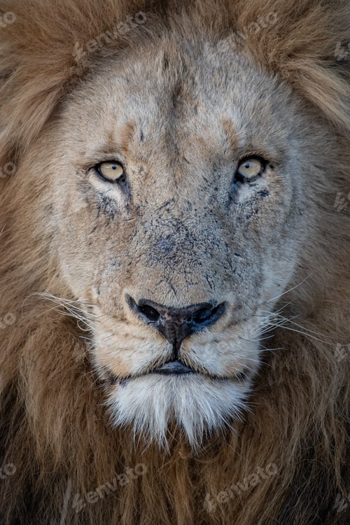 Preview: A portrait of a male lion, Panthera leo, direct gaze