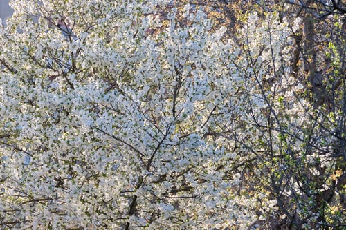 Preview: Twigs of cherry tree with white blossoming flowers in early spring