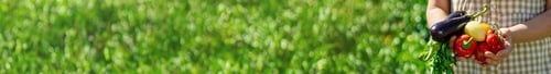 Preview: A woman is harvesting vegetables in the garden. Selective focus.