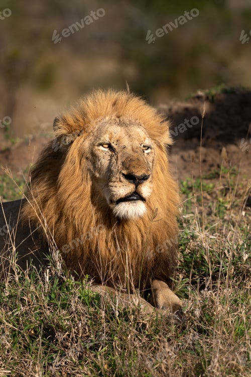 Preview: A close-up portrait of a male lions face, Pathera leo.