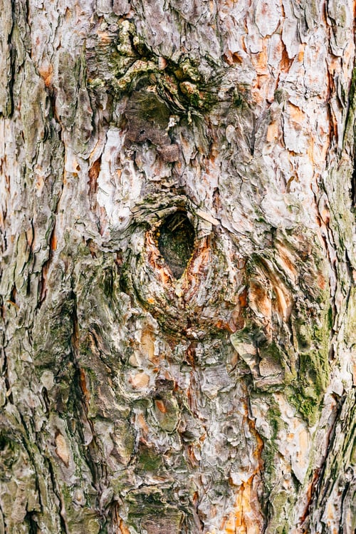 Preview: Background of pine bark