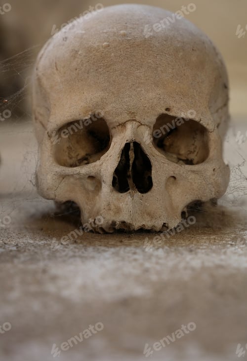 Preview: Close up of old human skull with cobweb