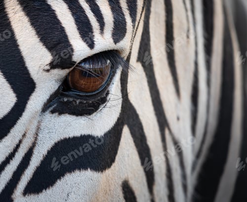 Preview: Closeup shot of the eyes of a zebra under the sunlight at daytime