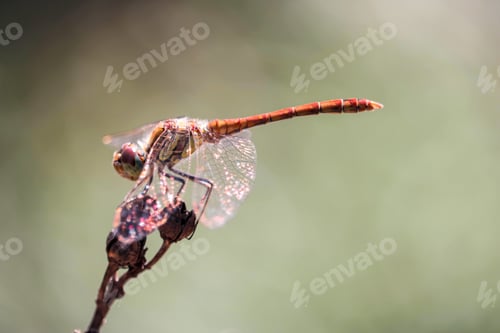 Preview: Dragonfly