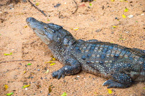 Preview: Crocodiles or alligators basking in the sun.