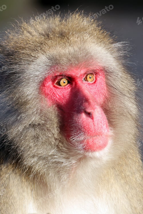 Preview: Japanese Macaque (Macaca Fuscata) portrait