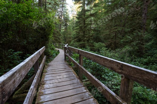 Preview: Path in the woods