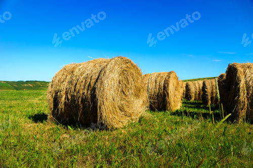 Preview: Haystacks on green field at summer in Poland
