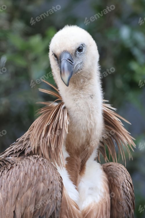 Preview: The Eurasian griffon vulture in closeup view, Gyps fulvus