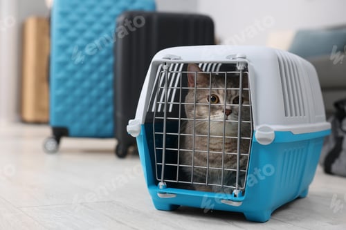 Preview: Travel with pet. Cute cat in carrier at home