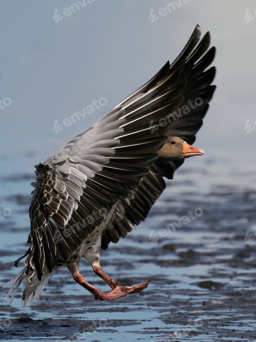 Preview: Greylag goose (Anser anser)