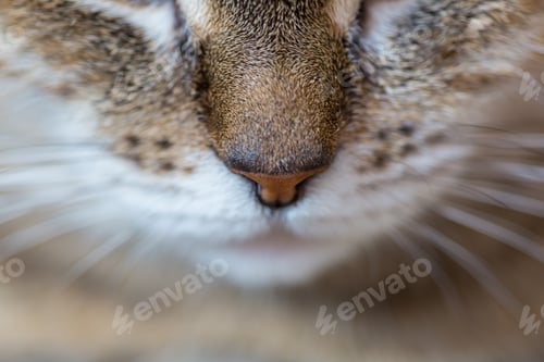 Katze