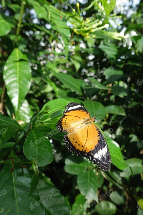 Preview: Yellow orange colorful butterfly resting on a green leaf drying its wings in the sun by spreading