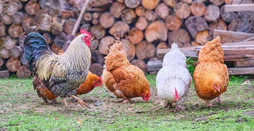 Preview: In the yard colorful beautiful rooster walking proudly