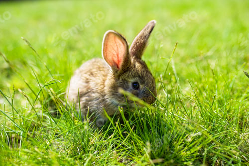 Preview: rabbit on the grass