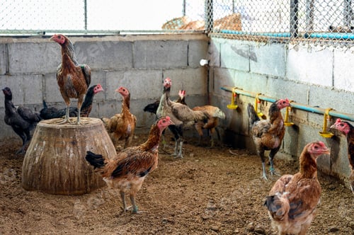Preview: Flock of Hens raised in stall
