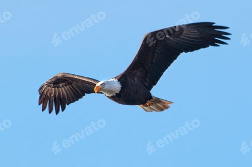 Preview: Bald eagle soaring up in the sky in north Idaho.