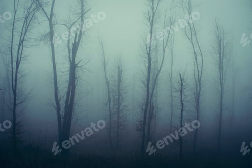 Preview: Mysterious haunted foggy forest