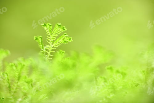Preview: grass close up in morning