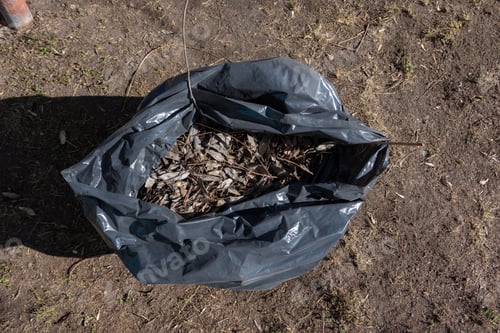 Preview: An open black bag with garbage, old fallen leaves, branches on the ground. Spring cleaning.