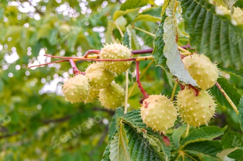 Preview: Chestnut, Castanea sativa, with its fruits still green inside its shell