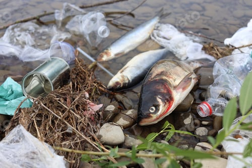 Preview: Dead fishes among trash near river. Environmental pollution concept