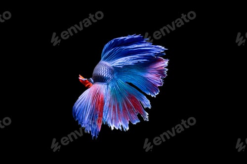Preview: Betta fish, siamese fighting fish isolated on black background