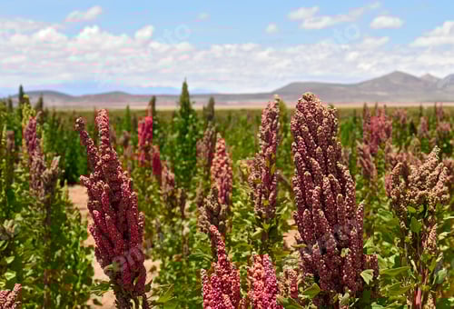 Preview: Quinoa field in Andean region