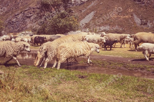 Preview: Sheeps