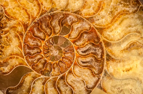 Preview: Nautilus shell fossil