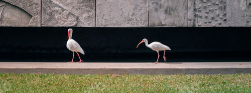 Preview: two white birds walking along the side of a stone wall