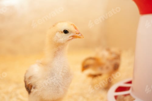 Preview: Small chicks in wooden chicken coop, copy space, indoors. Beautiful newborn birds. portrait