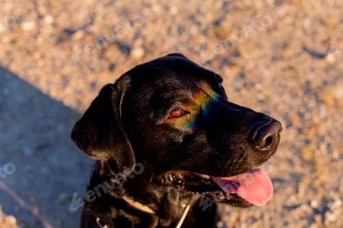 Preview: black labrador dog with a colorful rainbow gay flag reflection on his eyes. Pride