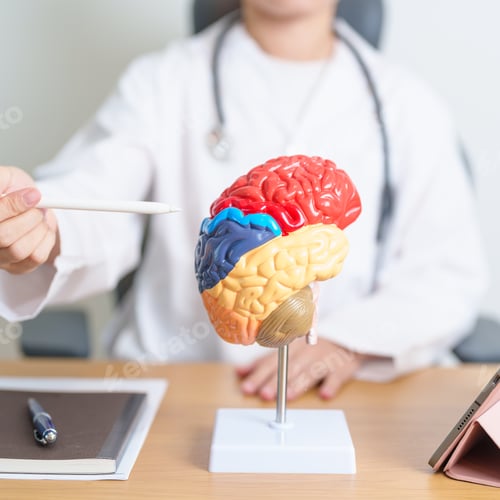 Preview: doctor with human Brain anatomy model and tablet.