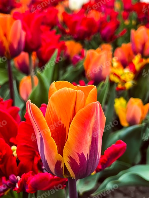 Preview: Tulips