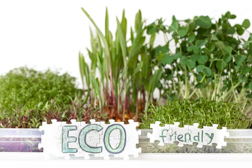 Preview: Radish microgreens with seeds and roots. Germination of seeds at home.