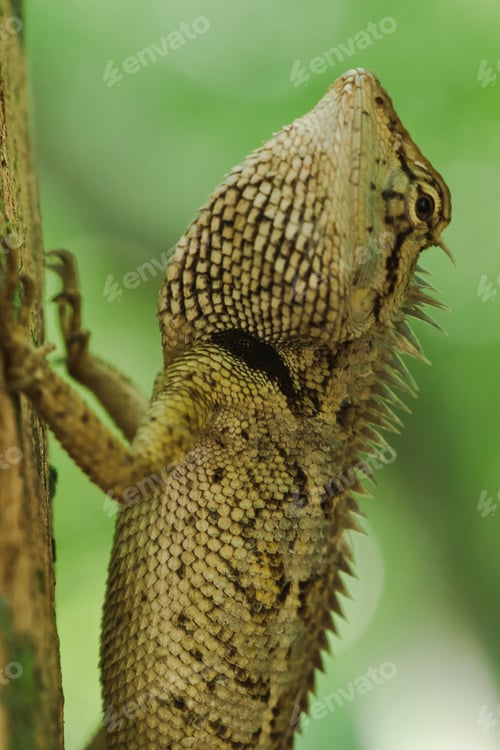 Preview: Yellow lizards on trees