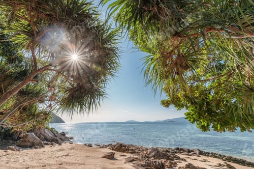 Preview: Arch tree with sunlight on the beach with tropical sea