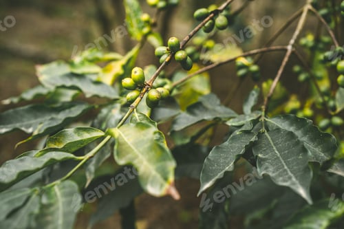 Preview: Cultivated coffe plantage. Branch with green coffee beans and foliage. Santo Antao Island, Cape