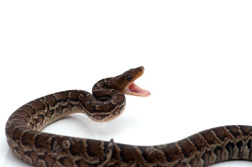 Preview: Cuban tree boa isolated on white background