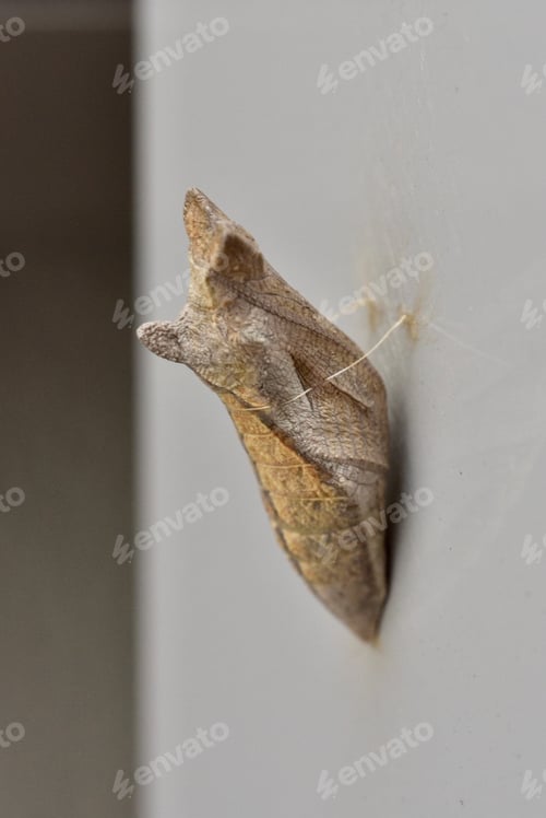 Preview: Pupa of swallowtail butterfly