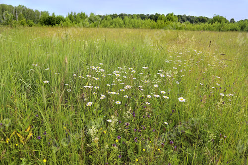 Preview: Beautiful summer landscape