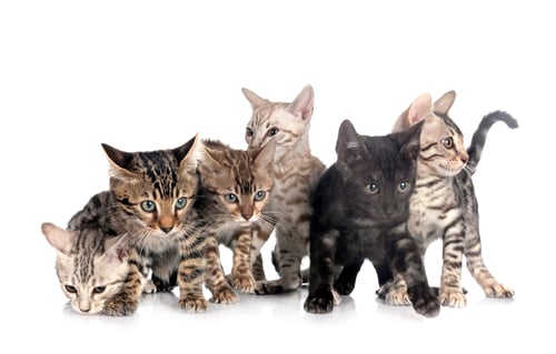 Preview: bengal kitten in studio