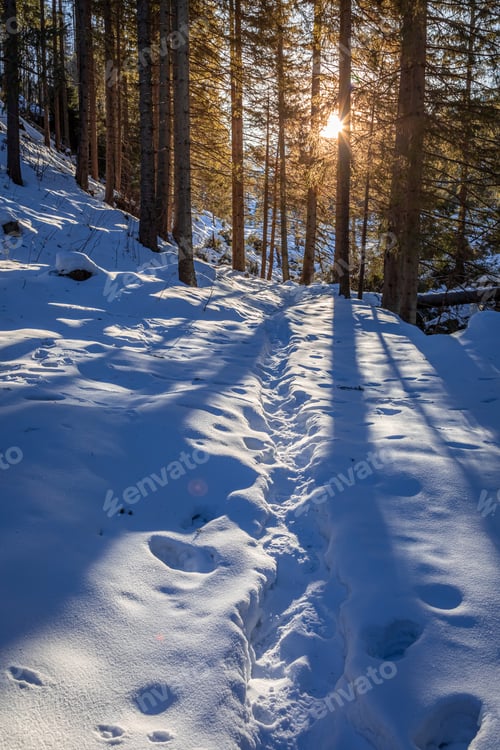 Preview: Wonderful sunbeam at winter in snowy forest