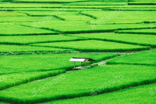 Preview: Beautiful Green Terraced Rice Field