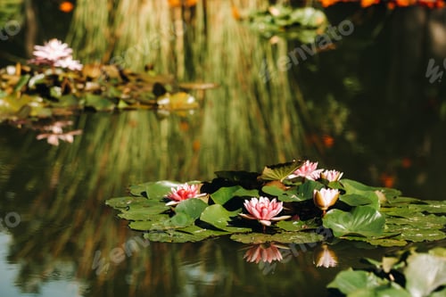 Preview: Flowers growing on water in the Botanical garden of Puerto de La Cruz, Tenerife, Spain