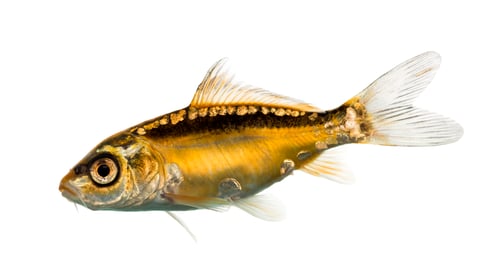 Preview: Side view of a yellow koi isolated on white