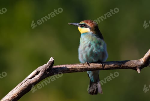 Preview: European bee eater, Merops apiaster, common bee-eater. The bird sits on an old dry branch